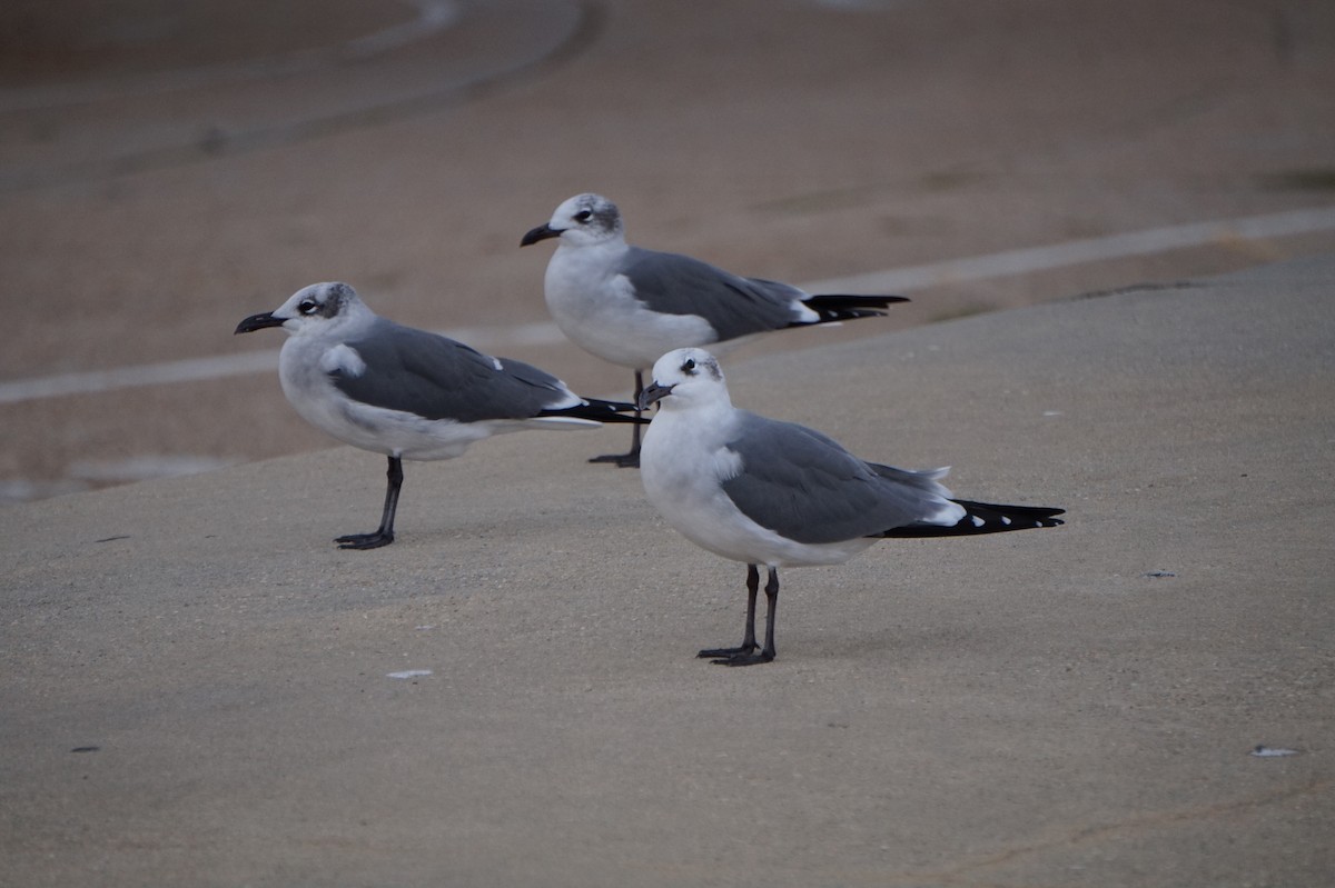 שחף צוחק - ML645889176