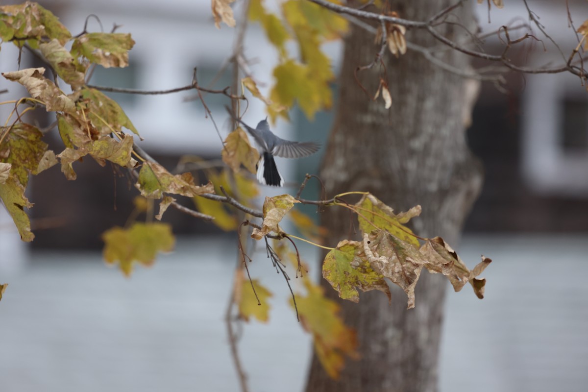 Blue-gray Gnatcatcher (Eastern) - ML645889178