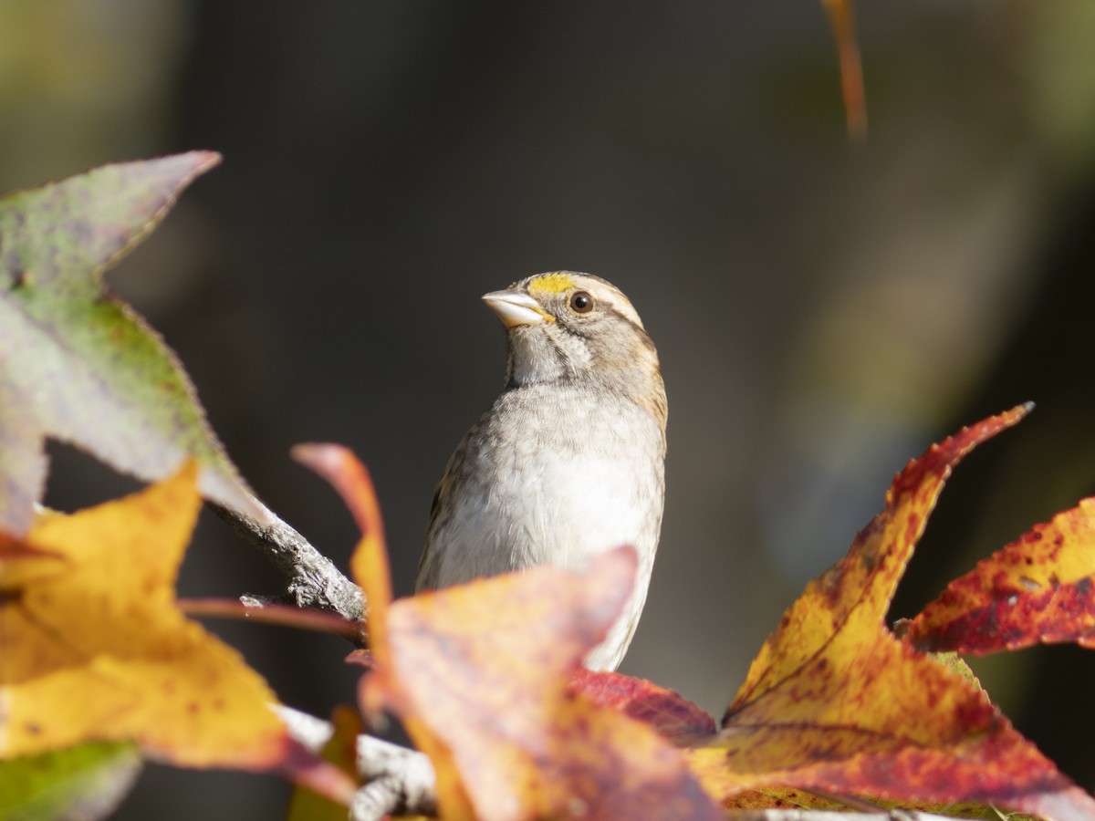 גיבתונית לבנת-גרון - ML645889180