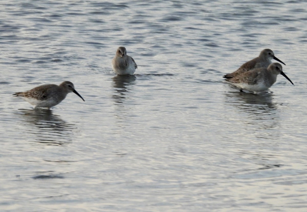 חופית אלפינית - ML645889184
