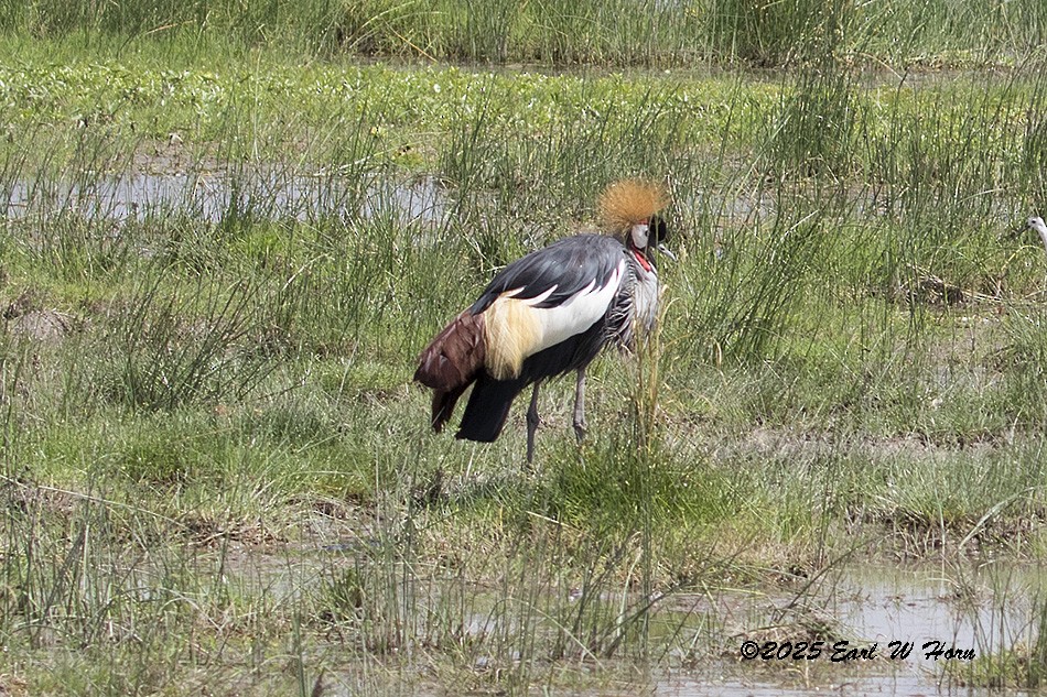 Gray Crowned-Crane - ML645889185