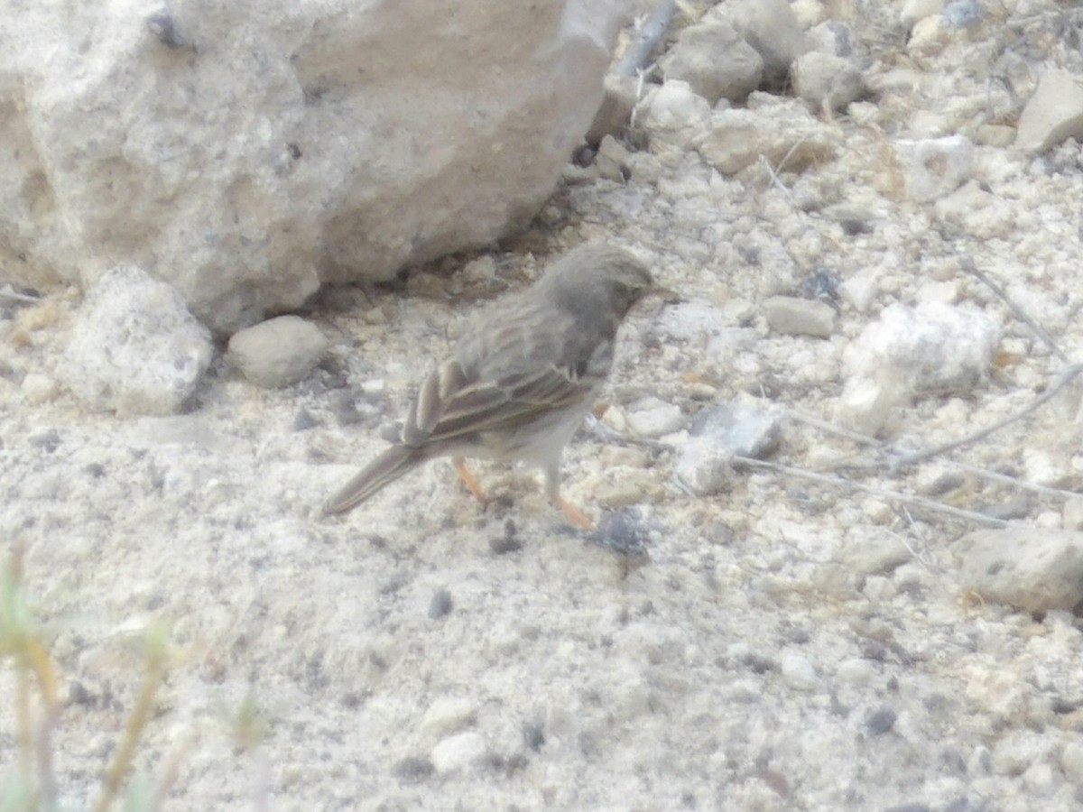 פפיון קנרי - ML645889186