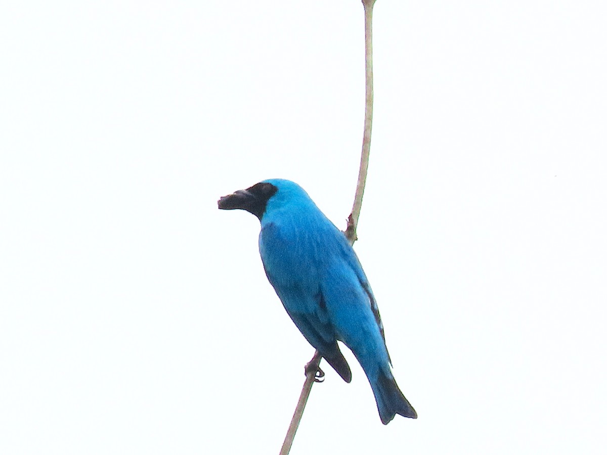 Swallow Tanager - ML645889187