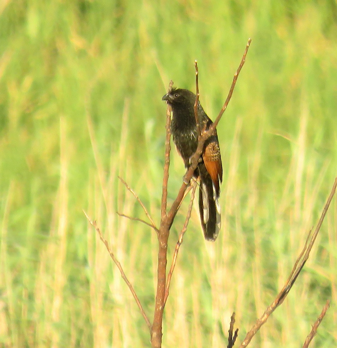 Grillkuckuck - ML645889193