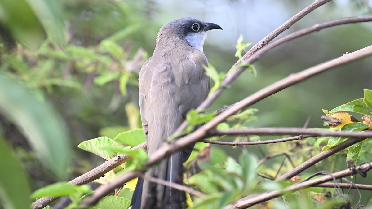 Галапагосская пиайя - ML645889195