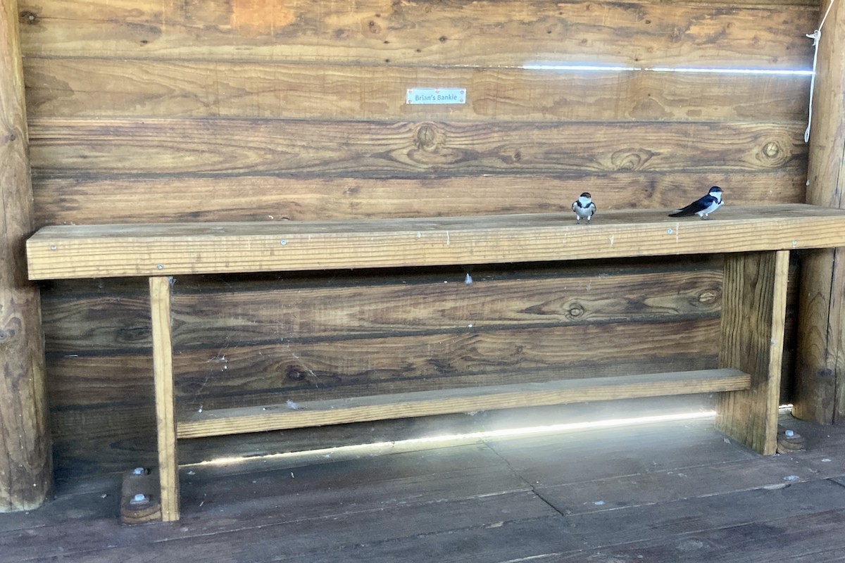 White-throated Swallow - ML645889196