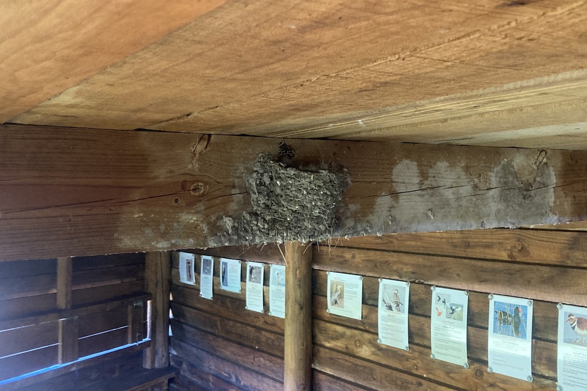 White-throated Swallow - ML645889197