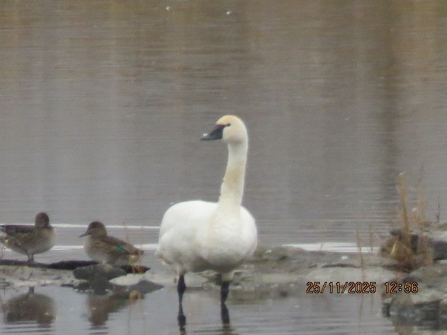 Tundra Swan - ML645889200
