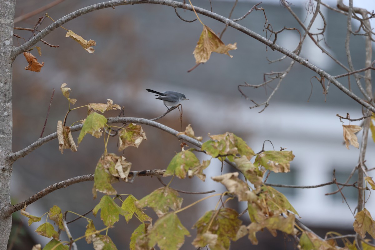 Blue-gray Gnatcatcher (Eastern) - ML645889207