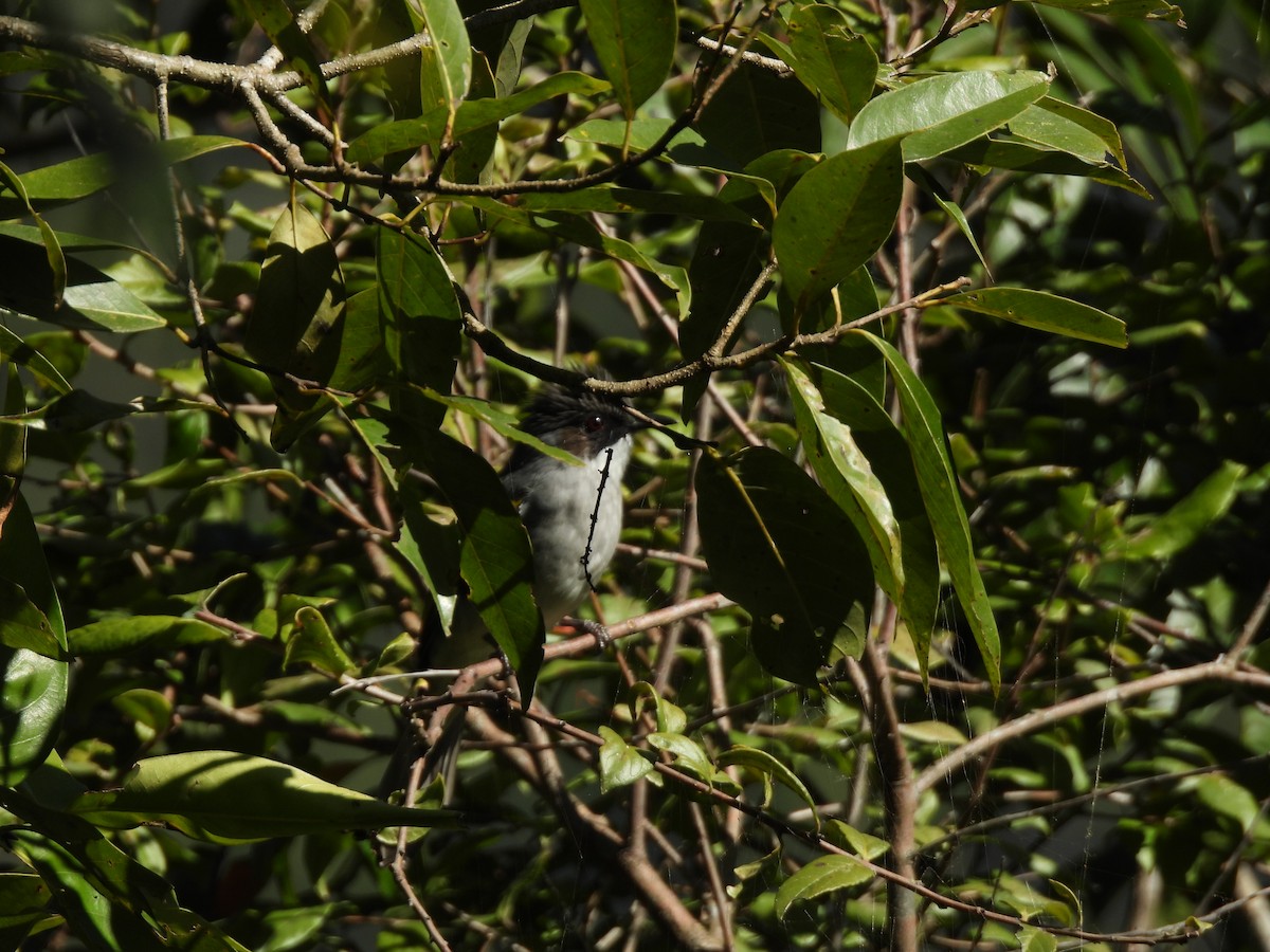 Ashy Bulbul - ML645889208