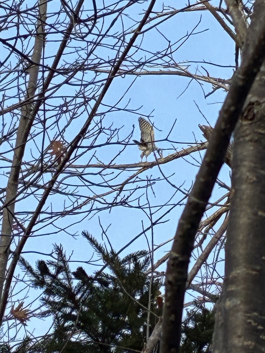 Sharp-shinned Hawk - ML645889222