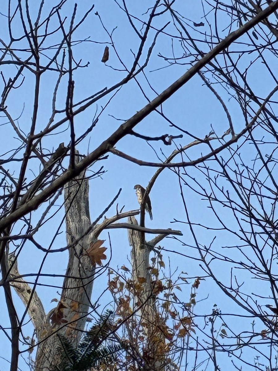 Sharp-shinned Hawk - ML645889223