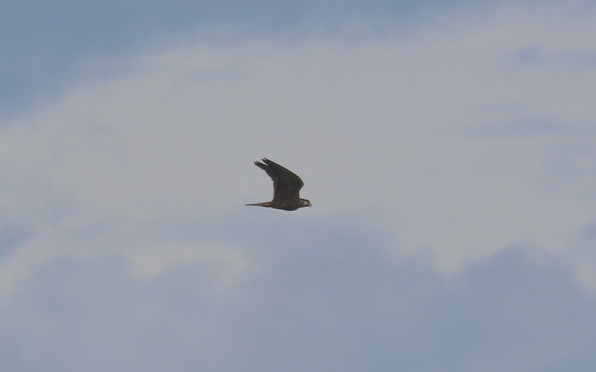 Aplomado Falcon - ML645889226