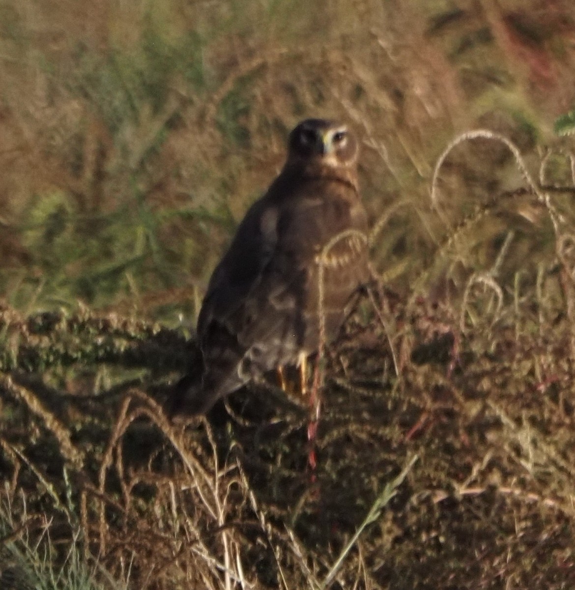 moták severoamerický - ML645889252