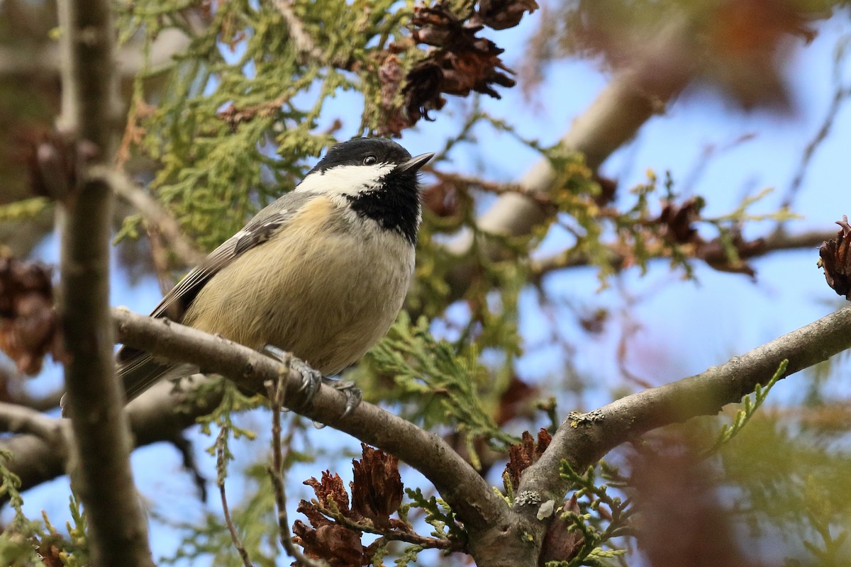 Coal Tit - ML645889260