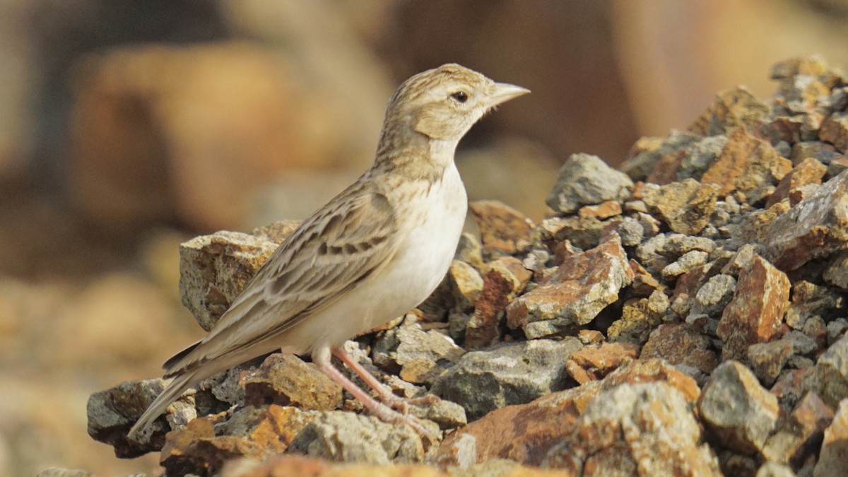 Terrera Oriental - ML645889263