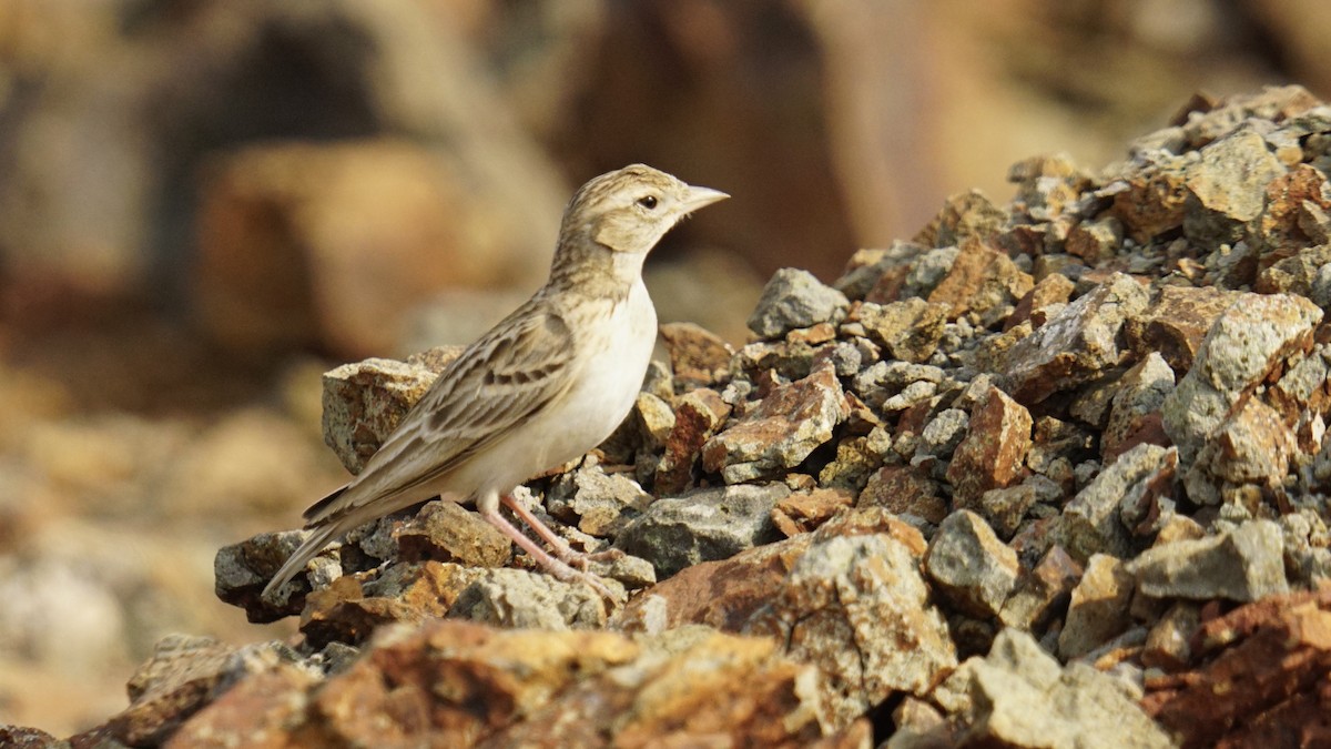 Terrera Oriental - ML645889264