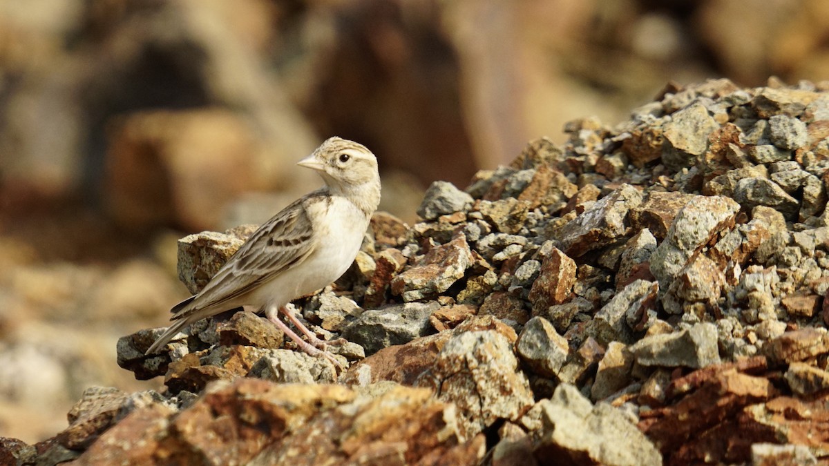 Terrera Oriental - ML645889265