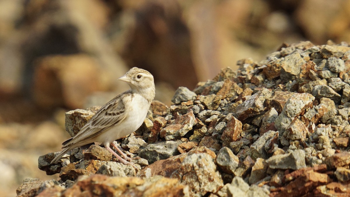 Terrera Oriental - ML645889267