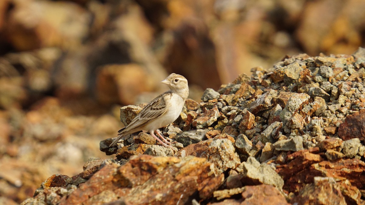 Terrera Oriental - ML645889268