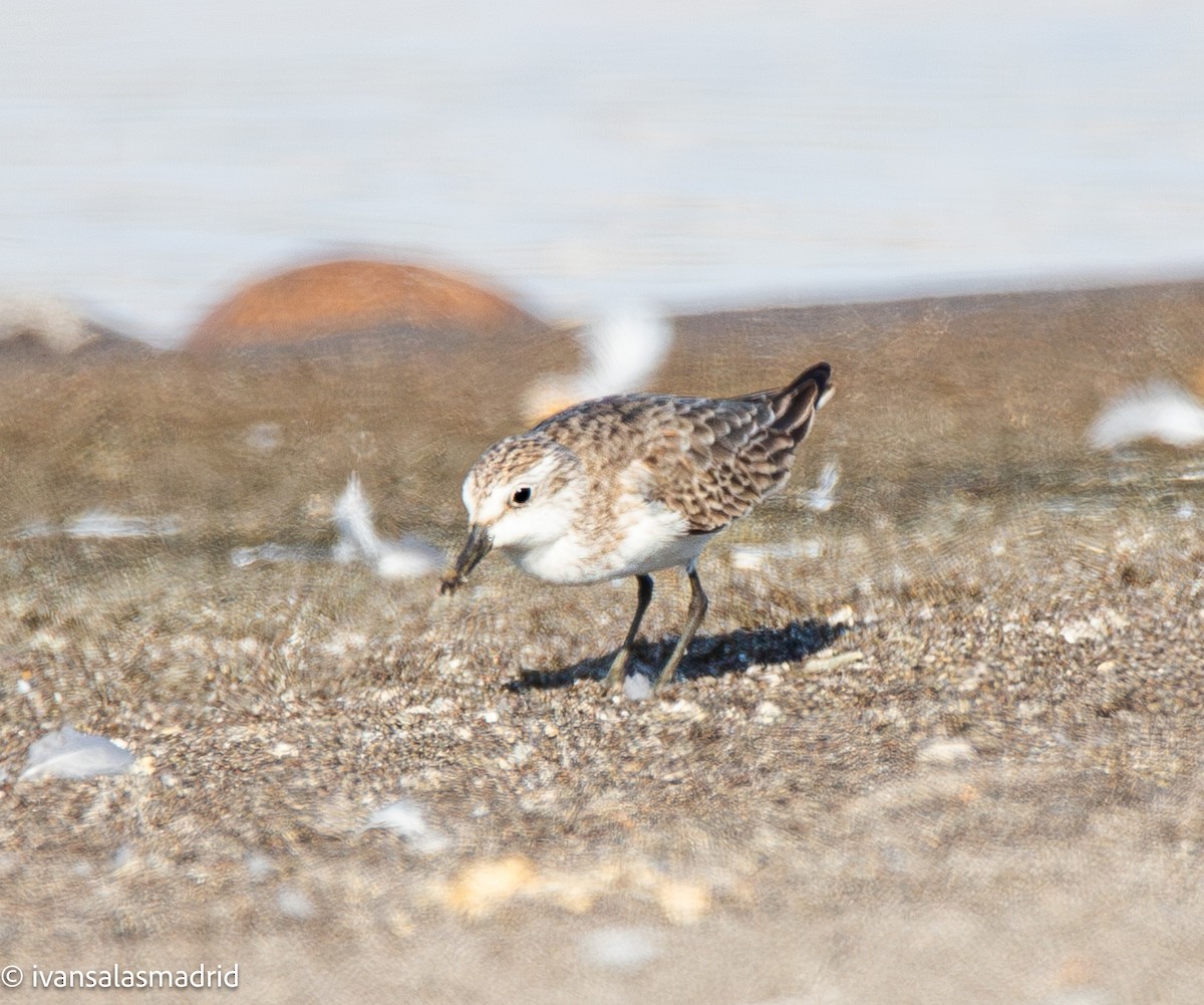 Semipalmated Plover - ML645889269
