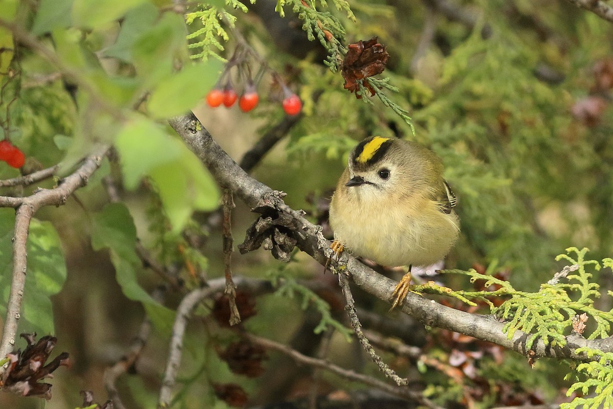 Goldcrest - ML645889275