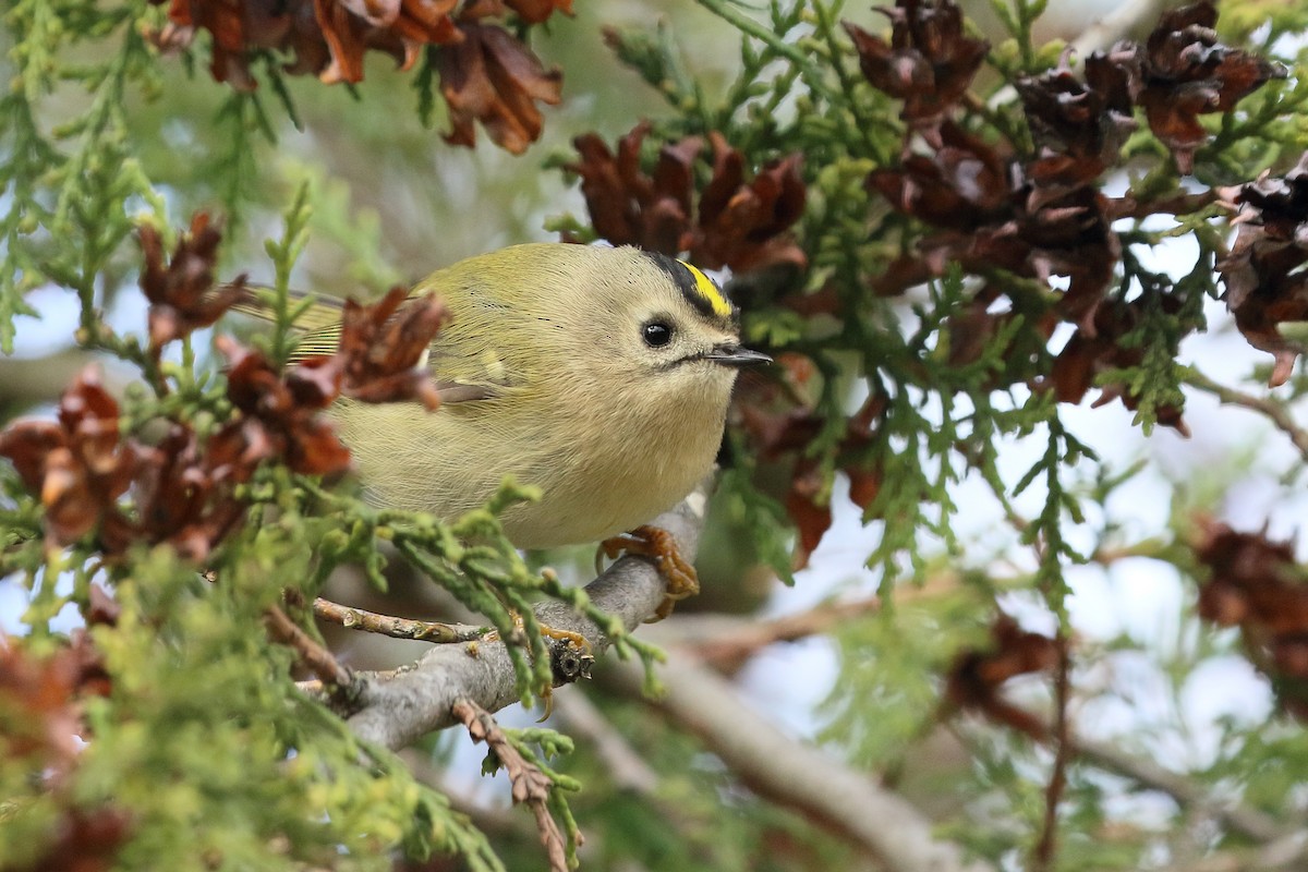 Goldcrest - ML645889278