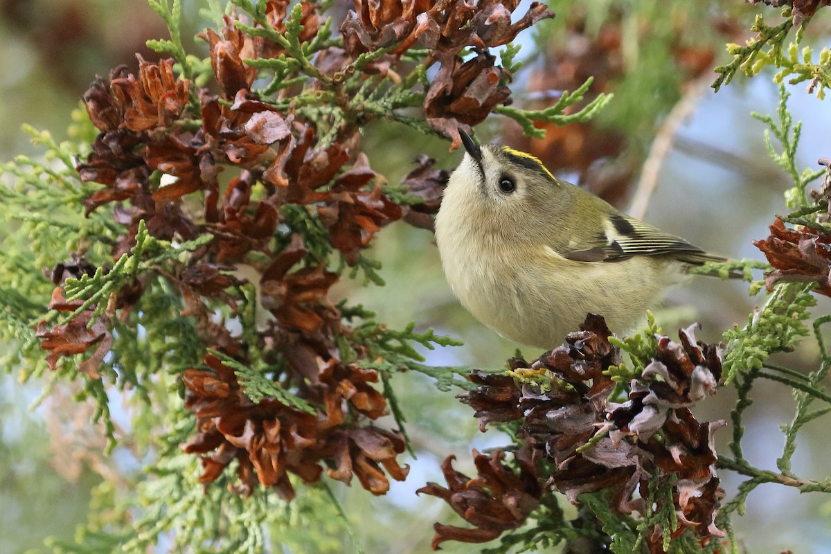Goldcrest - ML645889279