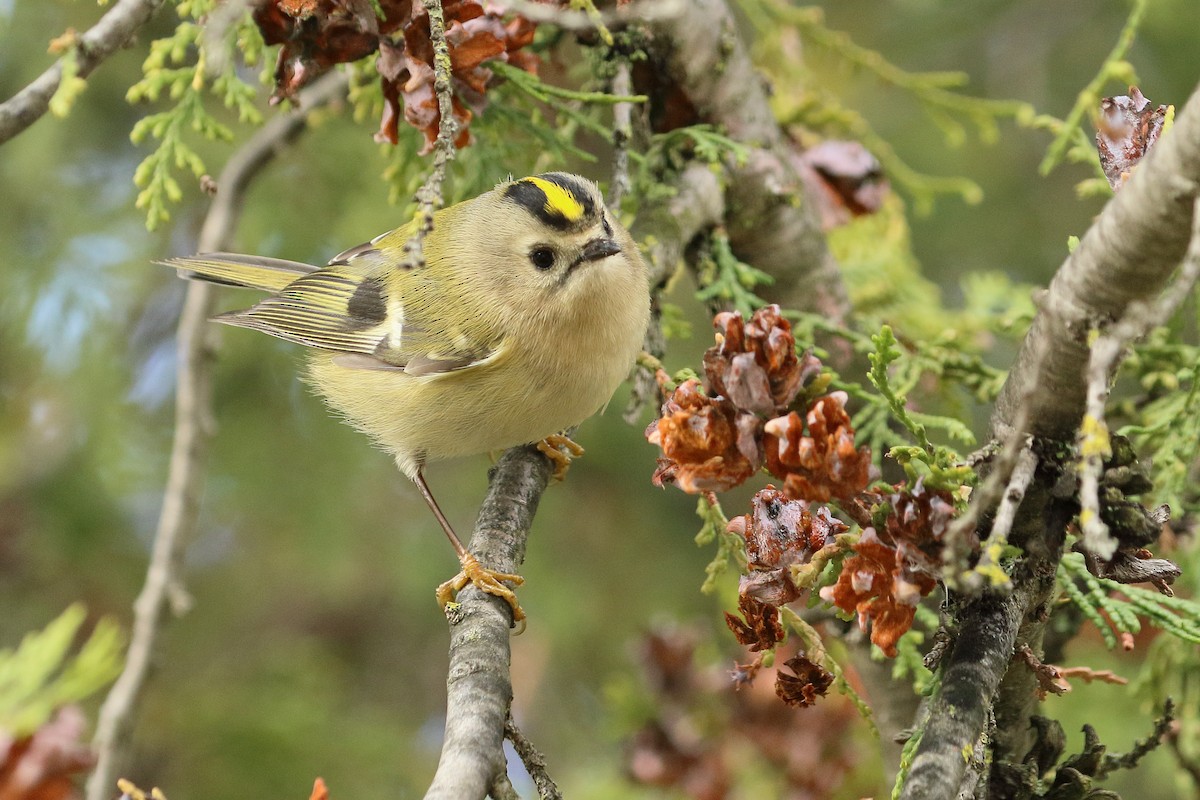 Goldcrest - ML645889280