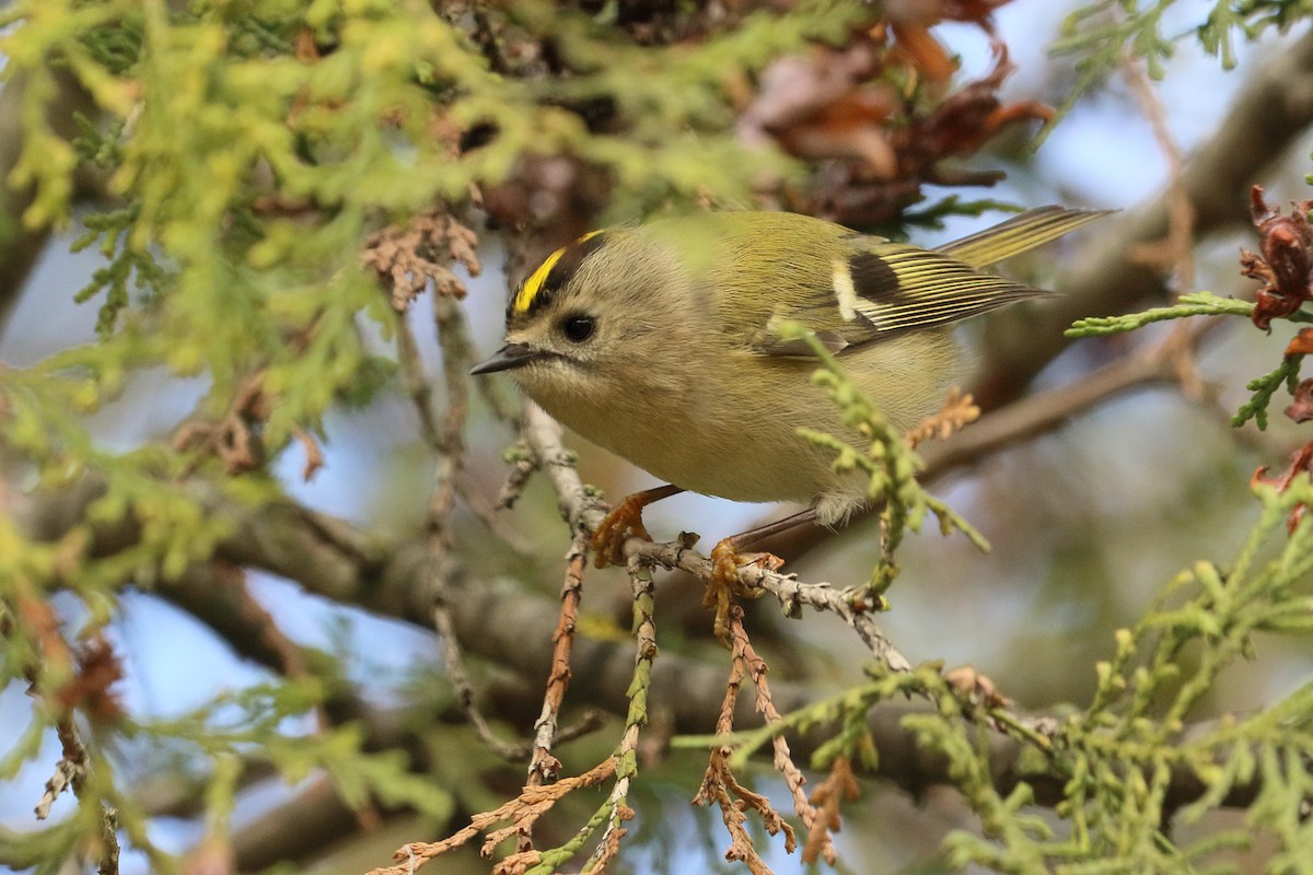 Goldcrest - ML645889281