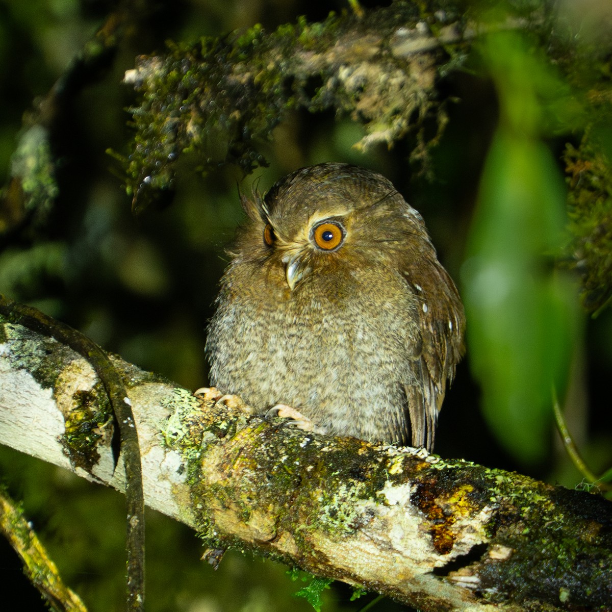 Perukauz - ML645889285