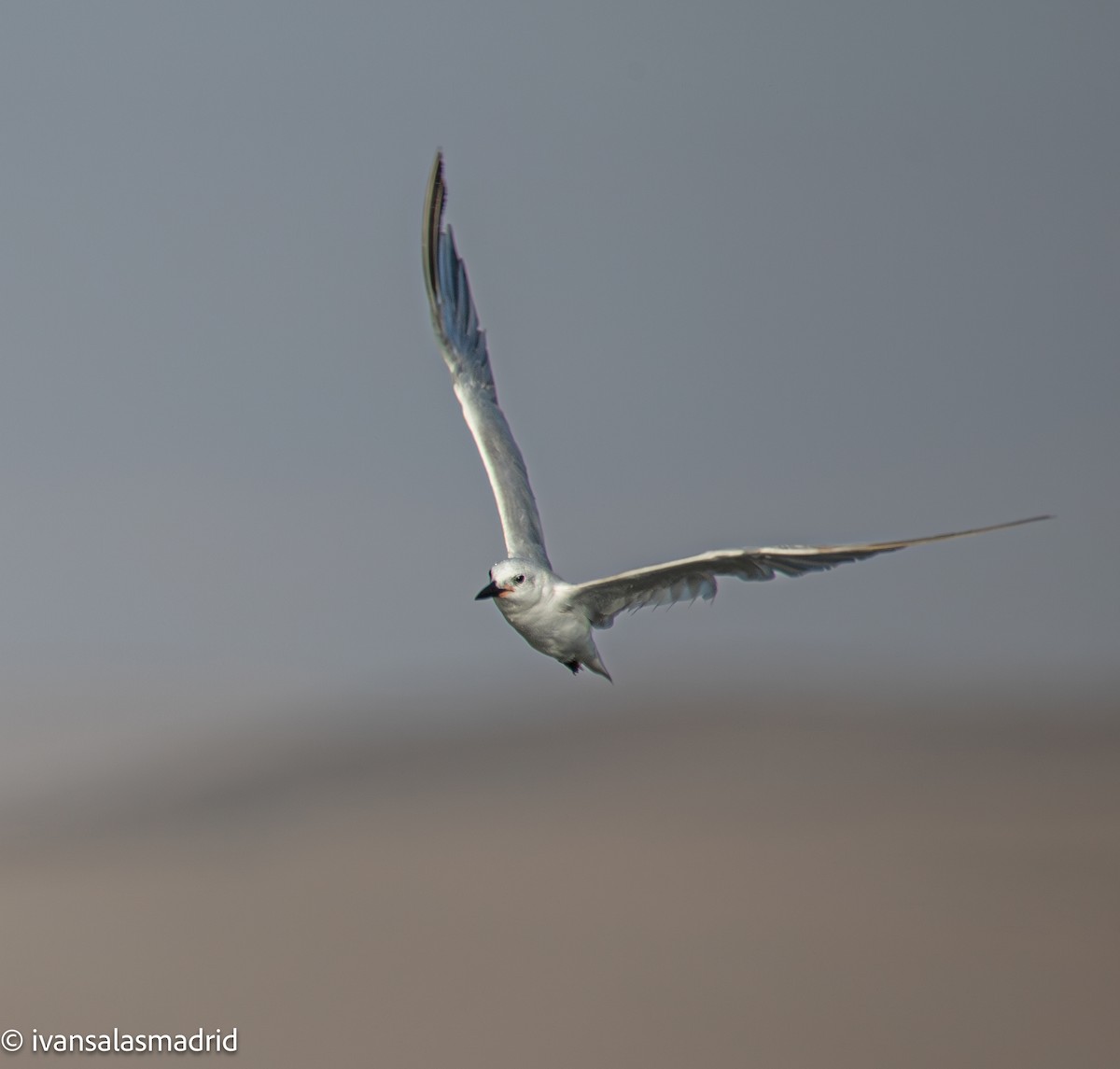 Gull-billed Tern - ML645889286