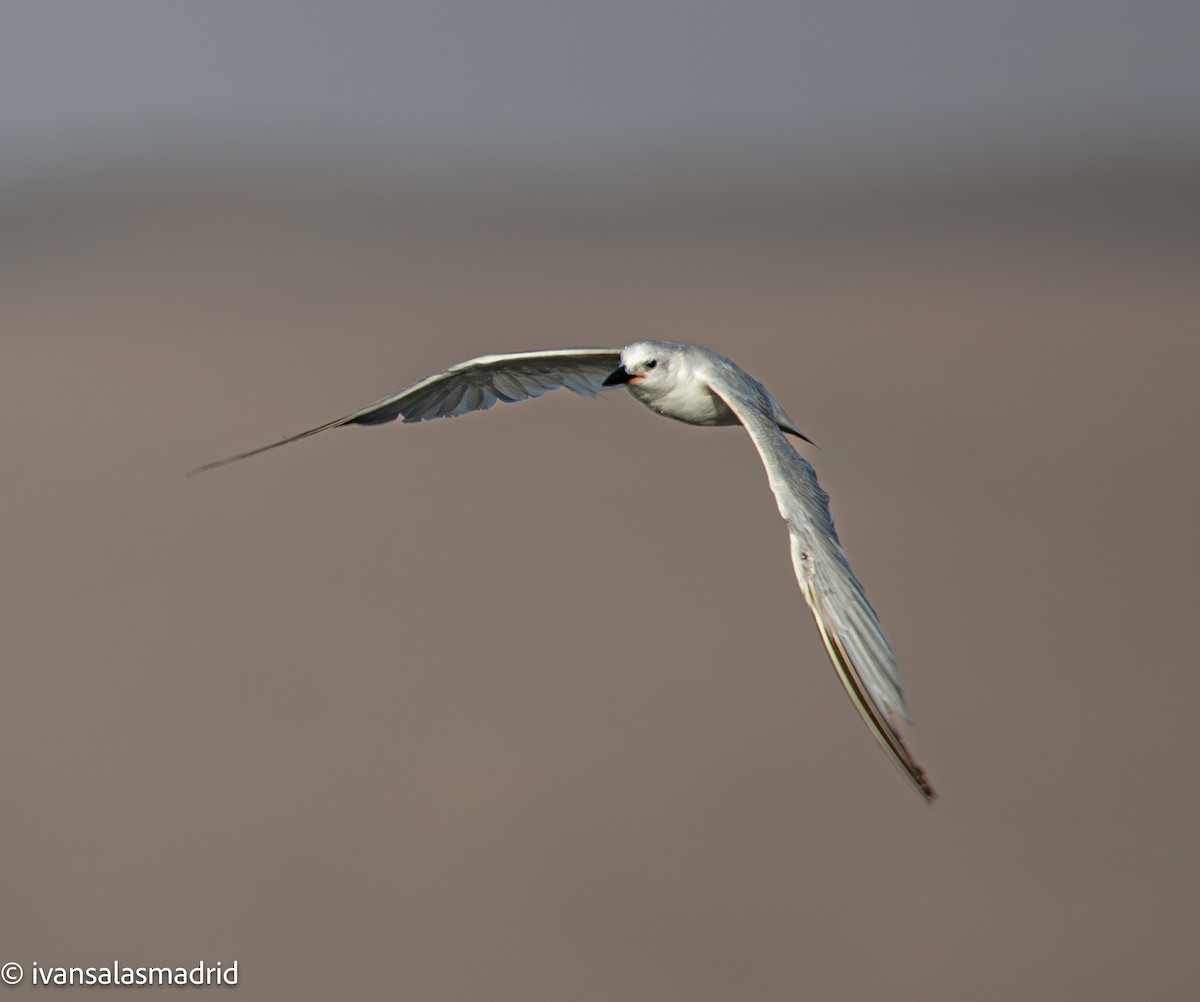 Gull-billed Tern - ML645889287