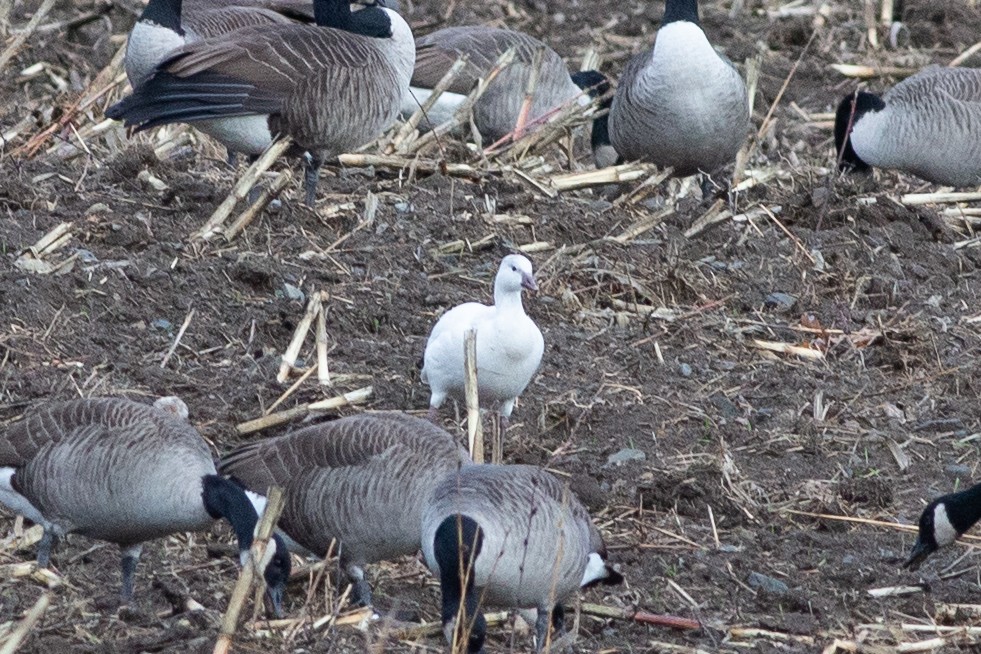 Ross's Goose - ML645889289