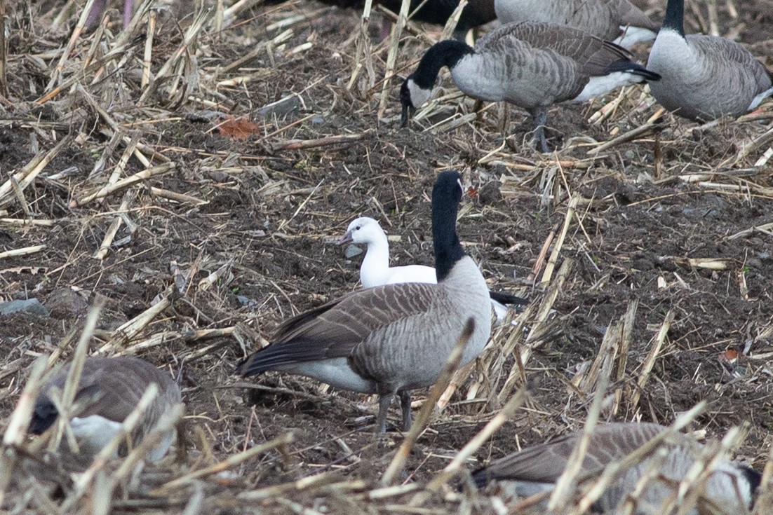 Ross's Goose - ML645889291