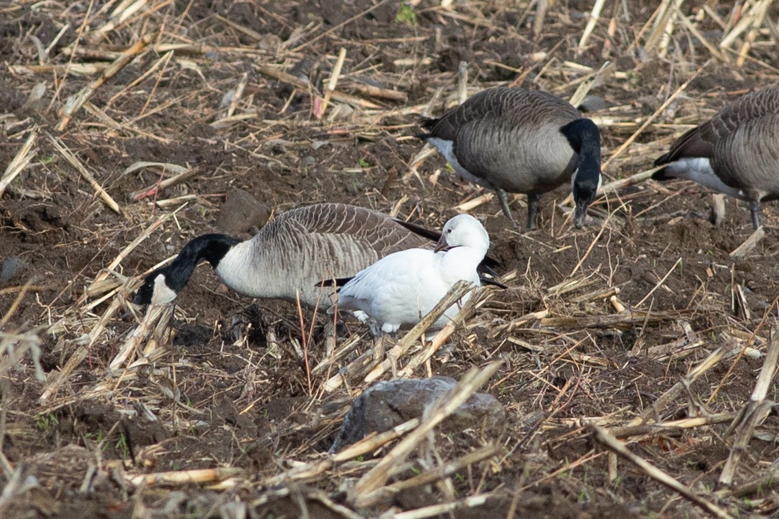 Ross's Goose - ML645889292