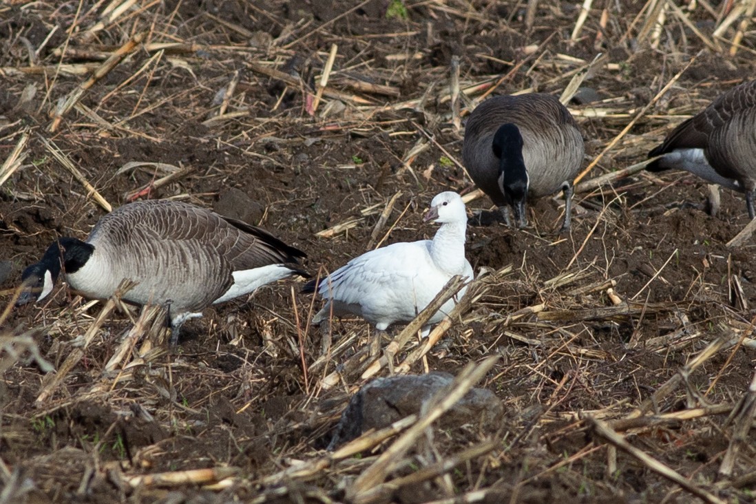 Ross's Goose - ML645889293