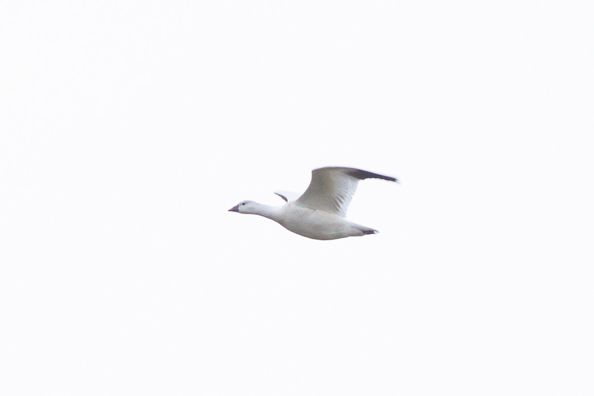 Ross's Goose - ML645889294