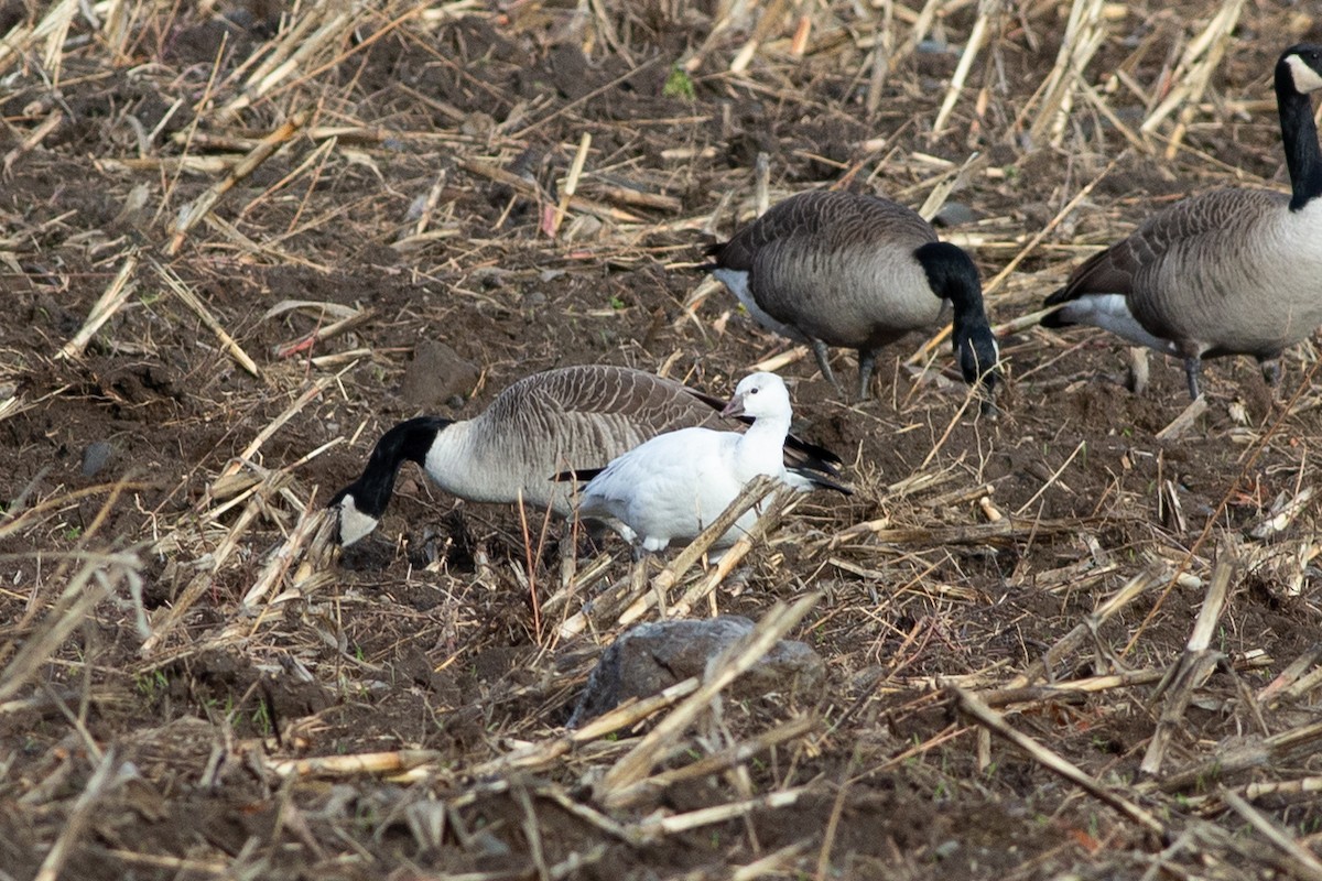 Ross's Goose - ML645889295