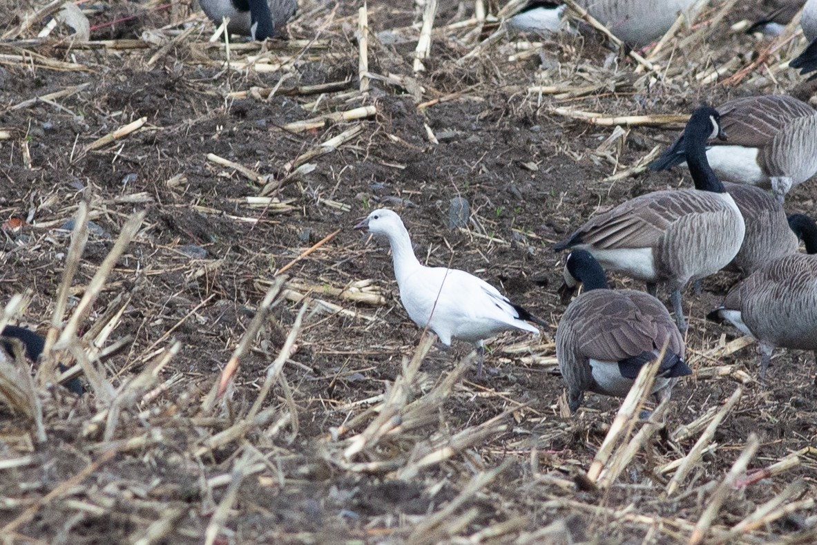 Ross's Goose - ML645889296