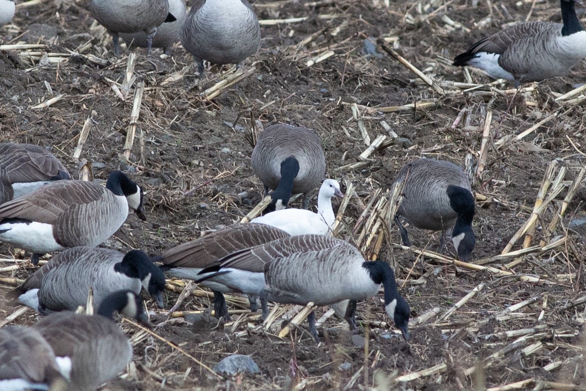 Ross's Goose - ML645889297