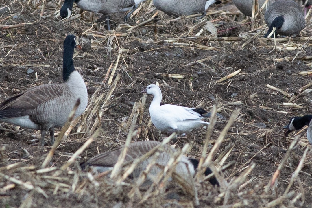 Ross's Goose - ML645889298