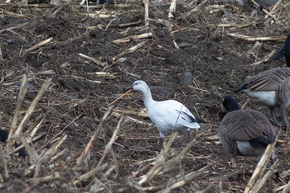 Ross's Goose - ML645889299