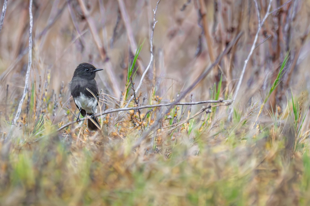 Mosquero Negro - ML645889307