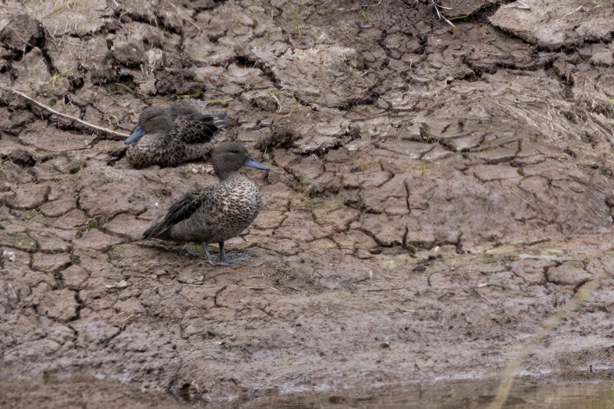 Sarcelle des Andes - ML645889319