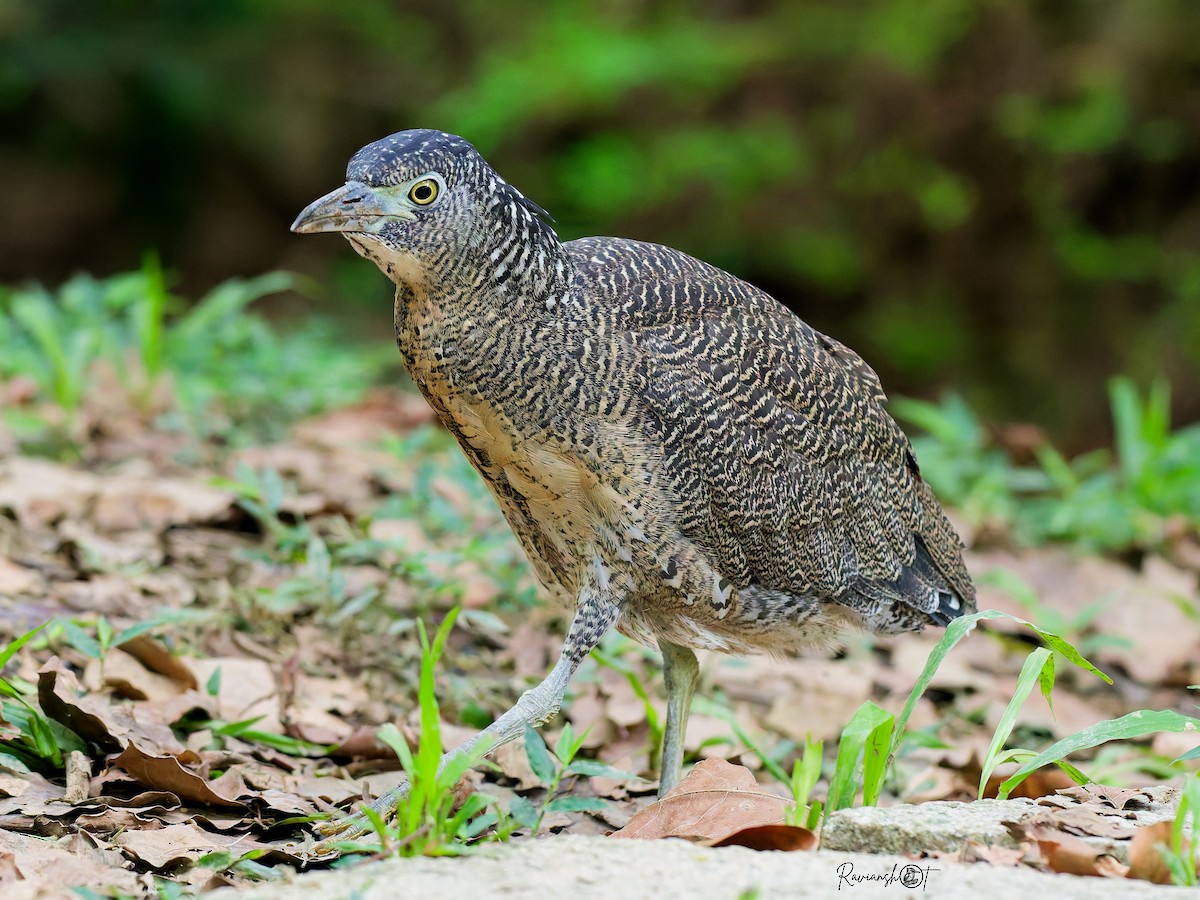 duskdverghegre - ML645889332