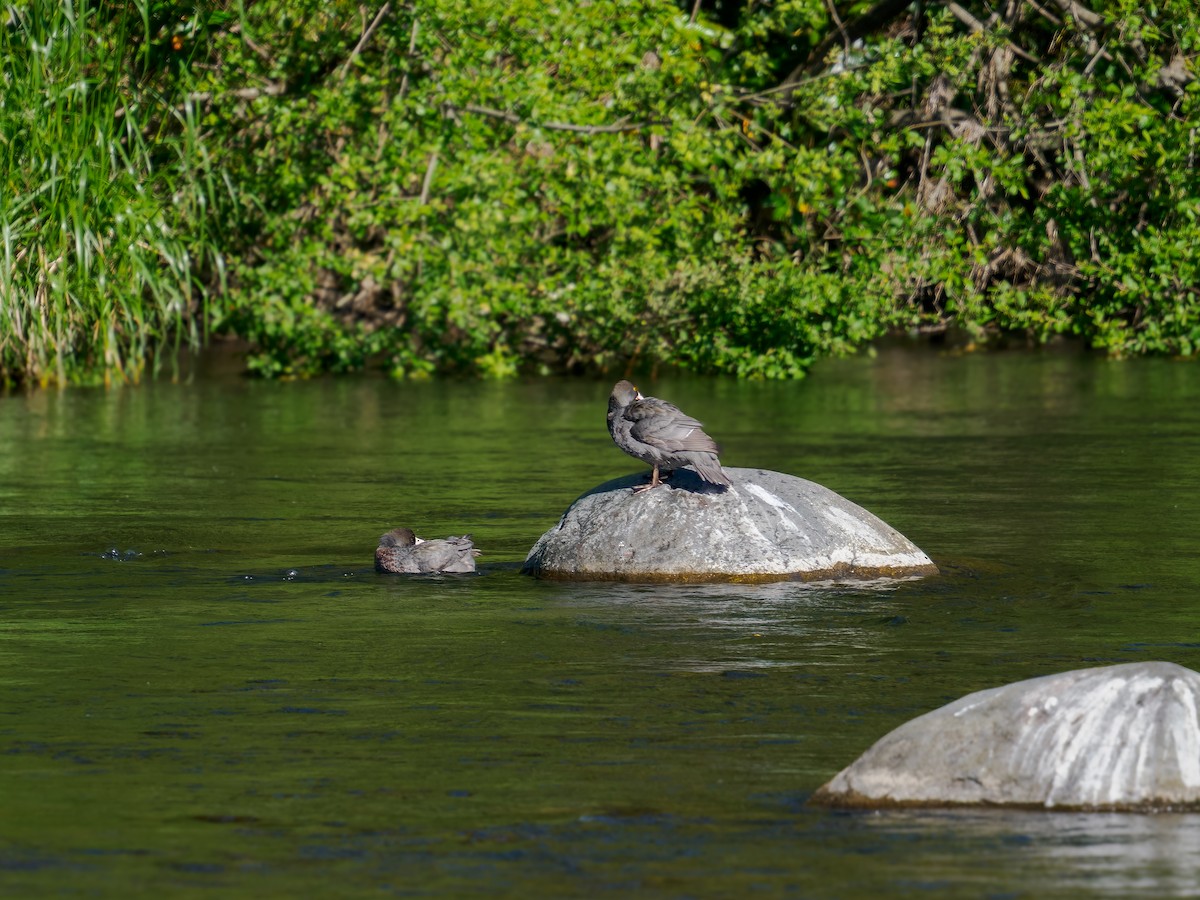 アオヤマガモ - ML645889339