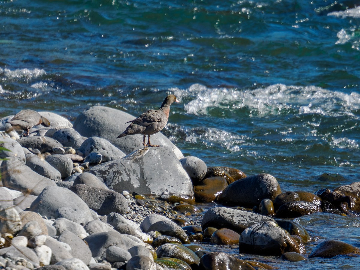 アオヤマガモ - ML645889340