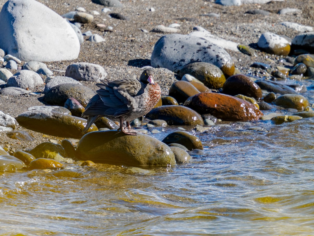 アオヤマガモ - ML645889341