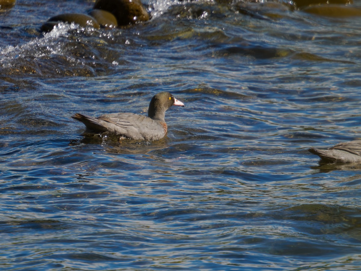 アオヤマガモ - ML645889346